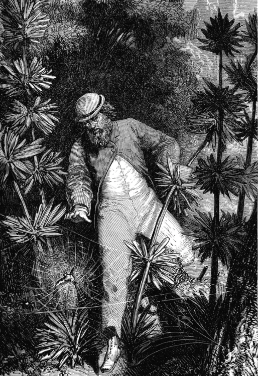 Wood engraving by Adolphe François Pannemaker. A man in a tropical forest happens upon a small bird caught in the web of a large spider.